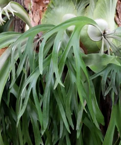 Staghorn Fern Spores – Platycerium Bifurcatum Seeds – 500+ Count – Indoor/Outdoor - Image 10