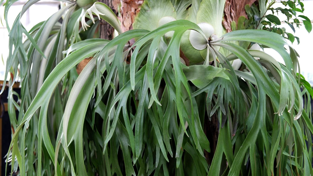 Staghorn Fern Spores – Platycerium Bifurcatum Seeds – 500+ Count – Indoor/Outdoor - Image 10