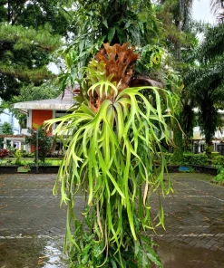 Staghorn Fern Spores – Platycerium Bifurcatum Seeds – 500+ Count – Indoor/Outdoor - Image 2