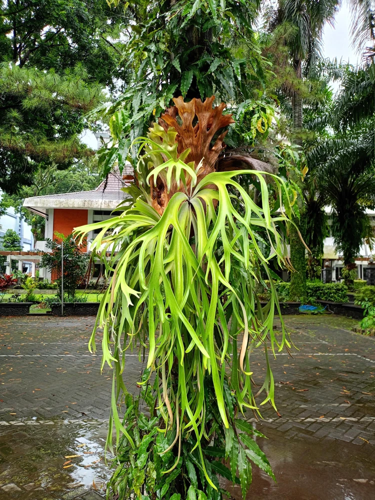 Staghorn Fern Spores – Platycerium Bifurcatum Seeds – 500+ Count – Indoor/Outdoor - Image 2