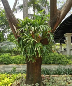 Staghorn Fern Spores – Platycerium Bifurcatum Seeds – 500+ Count – Indoor/Outdoor - Image 3