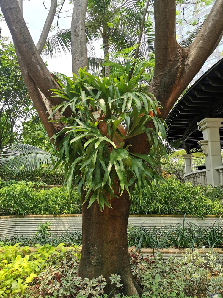 Staghorn Fern Spores – Platycerium Bifurcatum Seeds – 500+ Count – Indoor/Outdoor - Image 3