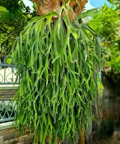 Staghorn Fern Spores – Platycerium Bifurcatum Seeds – 500+ Count – Indoor/Outdoor - Image 4