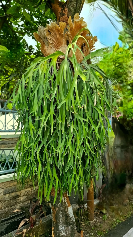 Staghorn Fern Spores – Platycerium Bifurcatum Seeds – 500+ Count – Indoor/Outdoor - Image 4