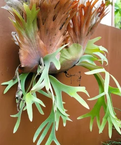 Staghorn Fern Spores – Platycerium Bifurcatum Seeds – 500+ Count – Indoor/Outdoor - Image 5