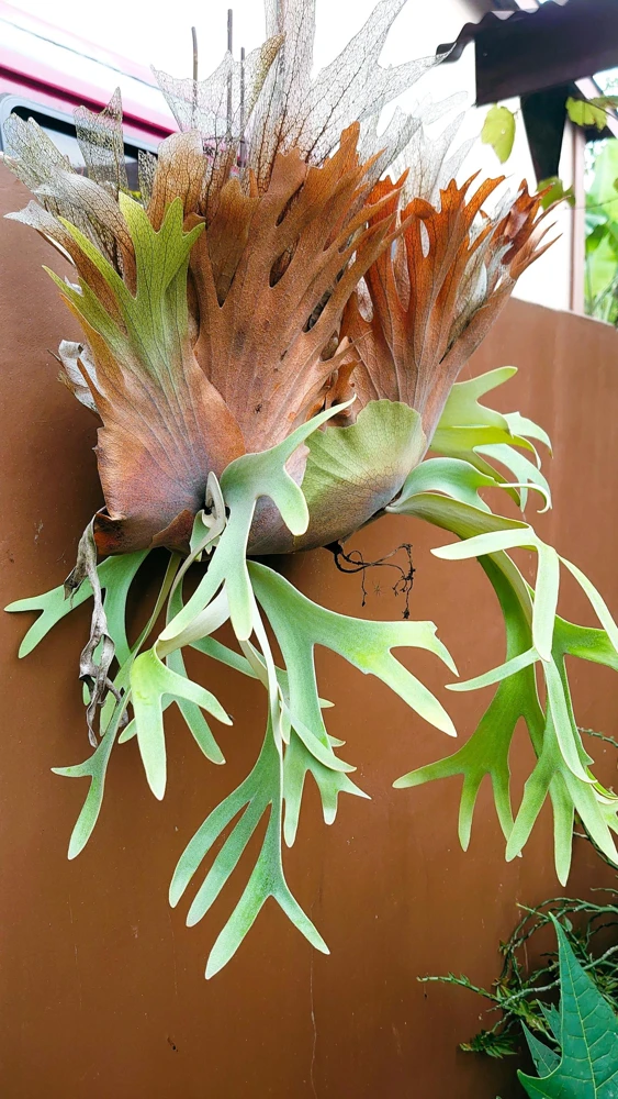 Staghorn Fern Spores – Platycerium Bifurcatum Seeds – 500+ Count – Indoor/Outdoor - Image 5