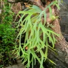 Staghorn Fern Spores – Platycerium Bifurcatum Seeds – 500+ Count – Indoor/Outdoor - Image 1