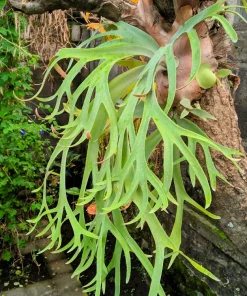 Staghorn Fern Spores – Platycerium Bifurcatum Seeds – 500+ Count – Indoor/Outdoor - Image 1