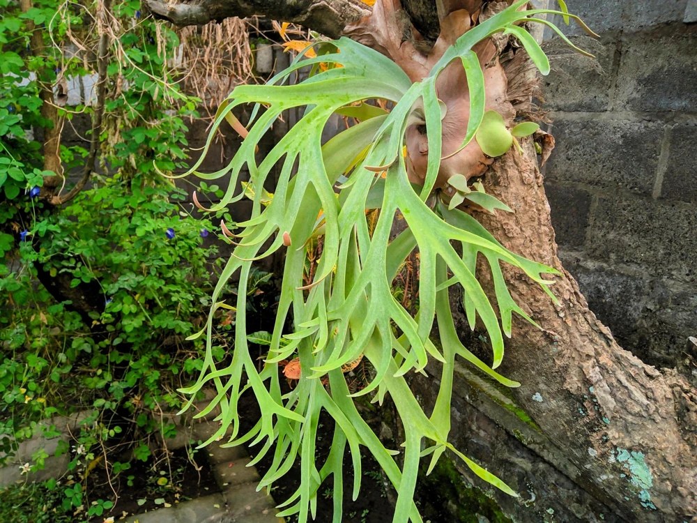 Staghorn Fern Spores – Platycerium Bifurcatum Seeds – 500+ Count – Indoor/Outdoor - Image 1