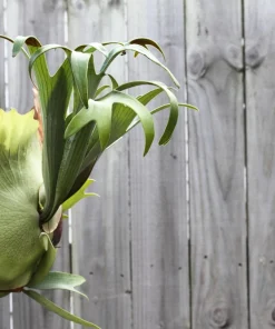 Staghorn Fern Spores – Platycerium Bifurcatum Seeds – 500+ Count – Indoor/Outdoor - Image 6