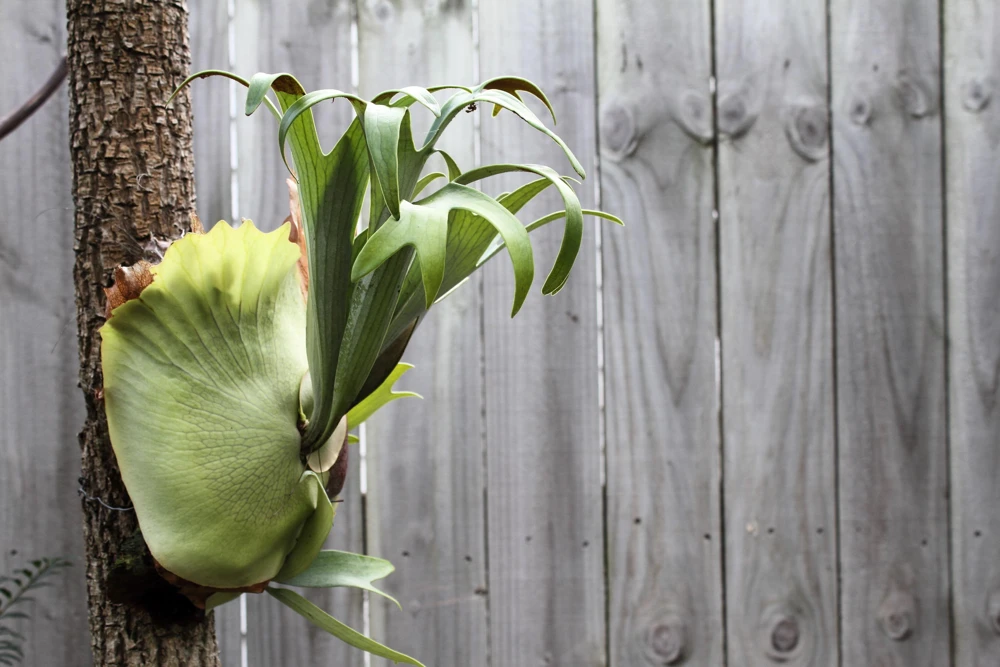 Staghorn Fern Spores – Platycerium Bifurcatum Seeds – 500+ Count – Indoor/Outdoor - Image 6