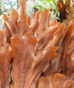 Staghorn Fern Spores – Platycerium Bifurcatum Seeds – 500+ Count – Indoor/Outdoor - Image 7