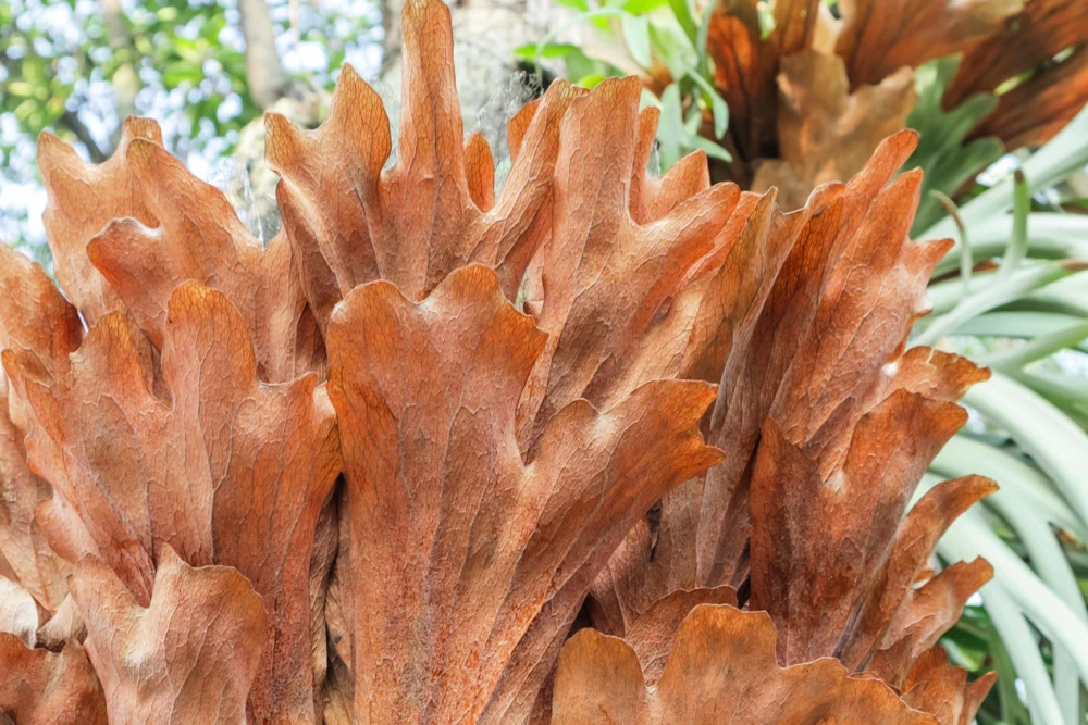 Staghorn Fern Spores – Platycerium Bifurcatum Seeds – 500+ Count – Indoor/Outdoor - Image 7
