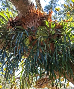 Staghorn Fern Spores – Platycerium Bifurcatum Seeds – 500+ Count – Indoor/Outdoor - Image 8