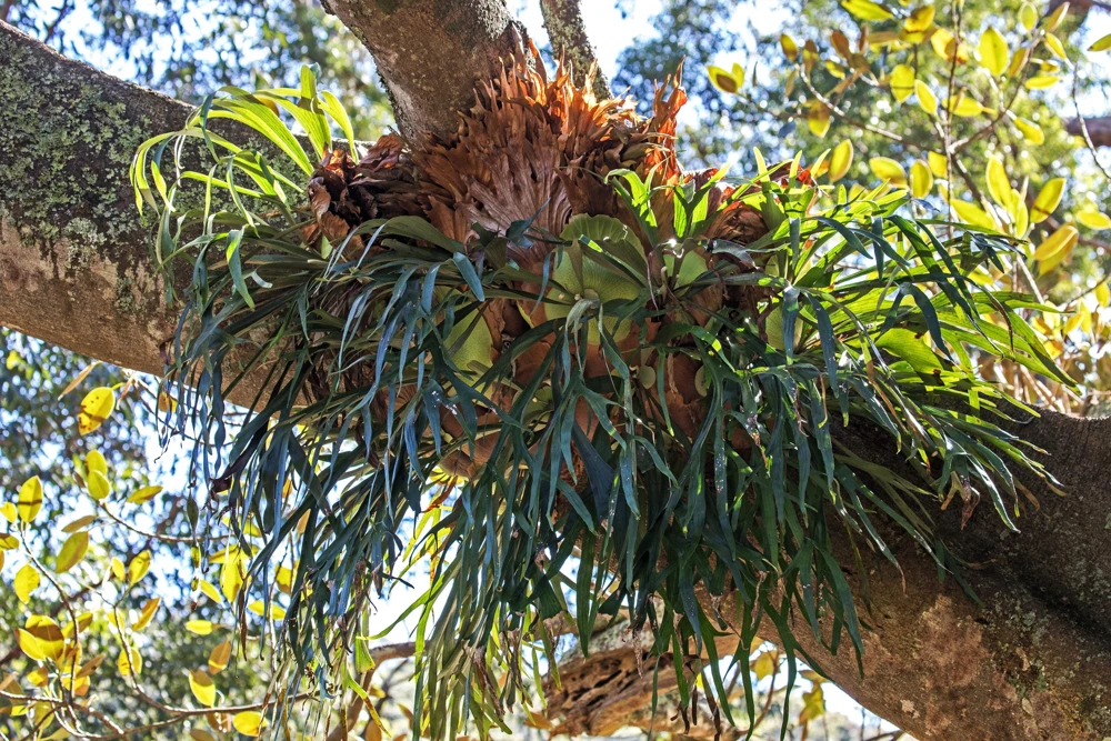 Staghorn Fern Spores – Platycerium Bifurcatum Seeds – 500+ Count – Indoor/Outdoor - Image 8