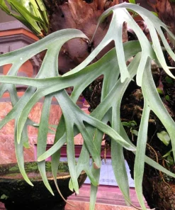 Staghorn Fern Spores – Platycerium Bifurcatum Seeds – 500+ Count – Indoor/Outdoor - Image 9