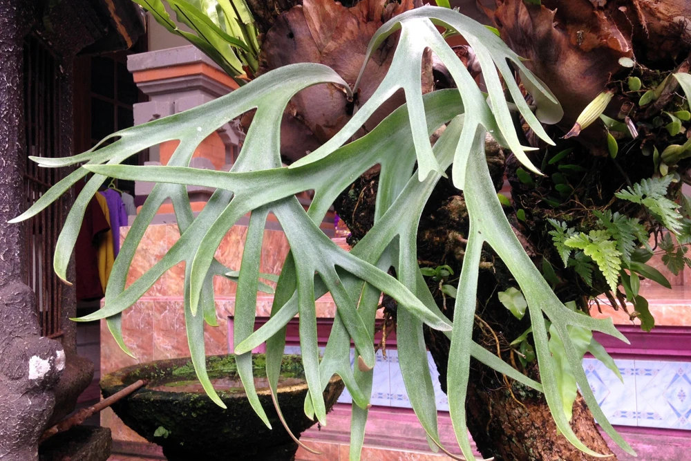 Staghorn Fern Spores – Platycerium Bifurcatum Seeds – 500+ Count – Indoor/Outdoor - Image 9