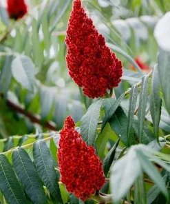 Staghorn Sumac Live Plant - 2 Pack, 6-12