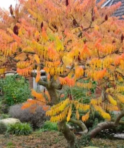 Staghorn Sumac Live Plant - 2 Pack, 6-12