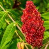 Staghorn Sumac Live Plant - 2 Pack, 6-12" Tall Rhus typhina Shrubs - Fast Growing Ornamental Tree - Image 1