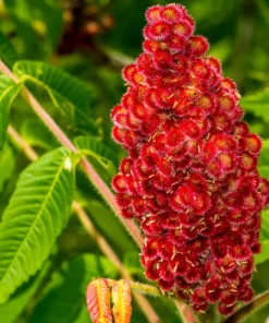Staghorn Sumac Live Plant - 2 Pack, 6-12" Tall Rhus typhina Shrubs - Fast Growing Ornamental Tree - Image 1