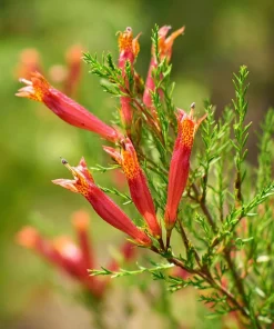 Standing Cypress Seeds - Ipomopsis rubra - 200 Seeds - Fiery Red Spires - Pollinator Favorite - Image 2