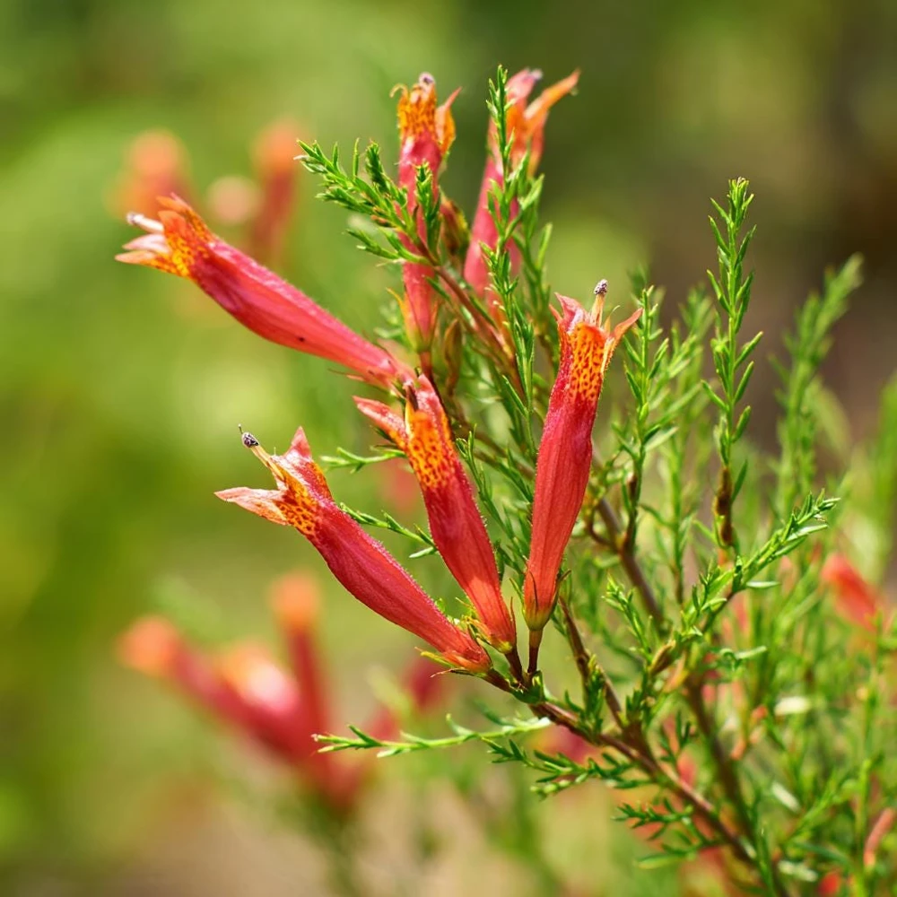 Standing Cypress Seeds - Ipomopsis rubra - 200 Seeds - Fiery Red Spires - Pollinator Favorite - Image 2