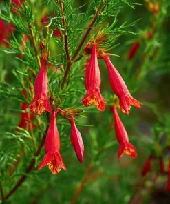 Standing Cypress Seeds - Ipomopsis rubra - 200 Seeds - Fiery Red Spires - Pollinator Favorite - Image 3