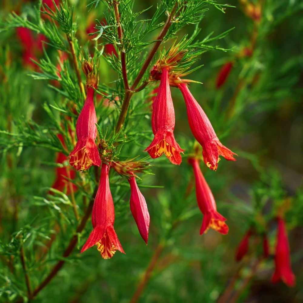 Standing Cypress Seeds - Ipomopsis rubra - 200 Seeds - Fiery Red Spires - Pollinator Favorite - Image 3