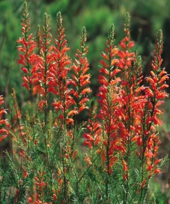 Standing Cypress Seeds - Ipomopsis rubra - 200 Seeds - Fiery Red Spires - Pollinator Favorite - Image 4