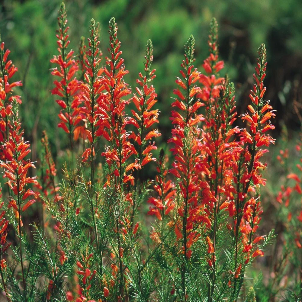 Standing Cypress Seeds - Ipomopsis rubra - 200 Seeds - Fiery Red Spires - Pollinator Favorite - Image 4