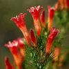 Standing Cypress Seeds - Ipomopsis rubra - 200 Seeds - Fiery Red Spires - Pollinator Favorite - Image 1