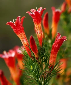 Standing Cypress Seeds - Ipomopsis rubra - 200 Seeds - Fiery Red Spires - Pollinator Favorite - Image 1