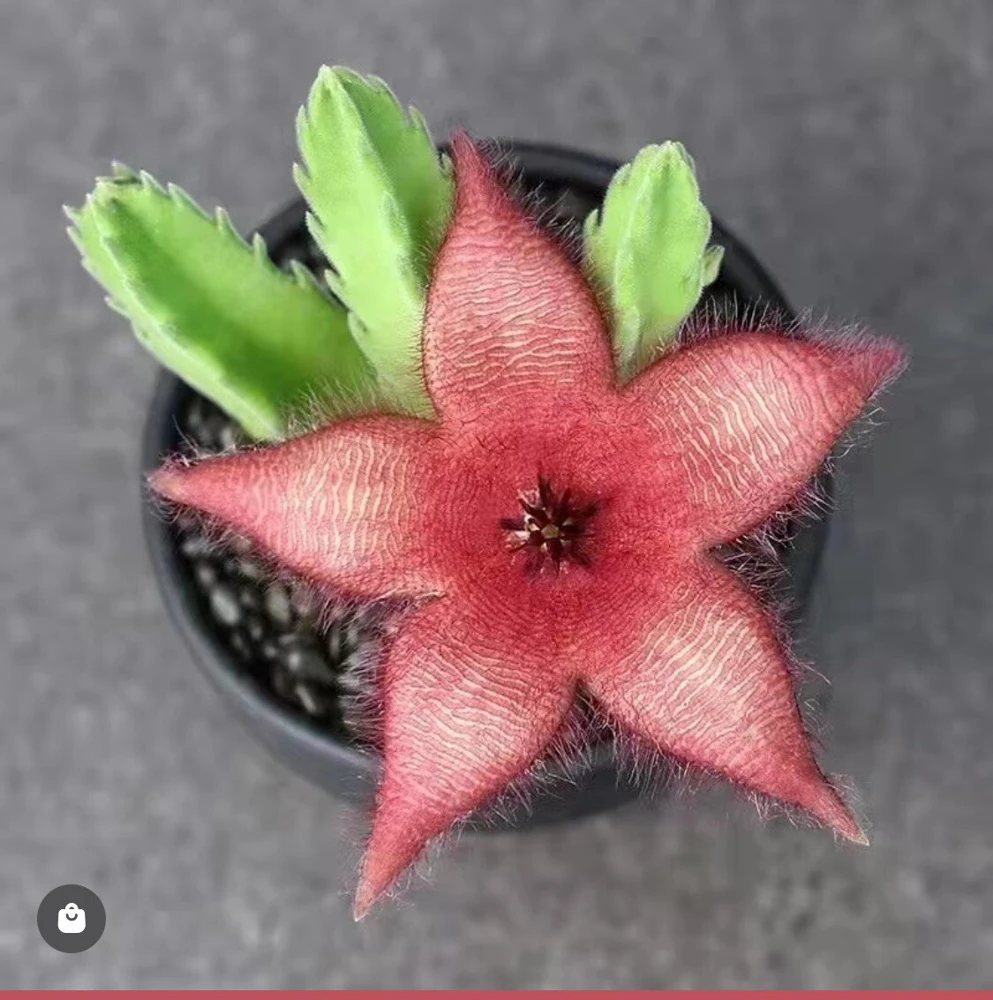 Stapelia gigantea Live Plant - Giant Carrion Flower - Succulent Houseplant - Image 1
