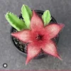 Stapelia gigantea Live Plant - Giant Starfish Flower Succulent Cactus - Image 1