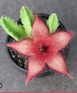 Stapelia gigantea Live Plant - Giant Starfish Flower Succulent Cactus - Image 1