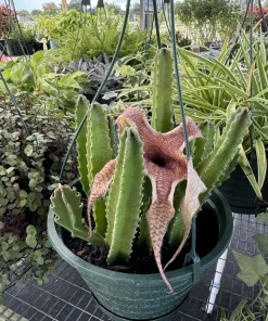 Stapelia gigantea Live Plant - Starfish Flower Cactus Succulent - Image 2