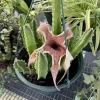 Stapelia gigantea Live Plant - Starfish Flower Cactus Succulent - Image 1