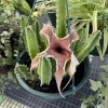Stapelia Gigantea Starfish Flower Cactus Live Plant - Unique Succulent - Image 1