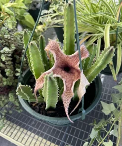 Stapelia Gigantea Starfish Flower Cactus Live Plant - Unique Succulent - Image 1
