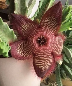 Stapelia Hirsuta Live Plant - Hairy Starfish Flower Succulent Cactus - Image 2