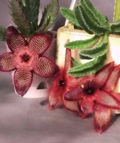 Stapelia Hirsuta Live Plant - Hairy Starfish Flower Succulent Cactus - Image 3