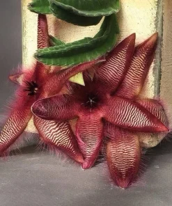 Stapelia Hirsuta Live Plant - Hairy Starfish Flower Succulent Cactus - Image 5