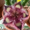Stapelia hirsuta Live Plant – Hairy Starfish Flower Succulent Cactus - Image 1