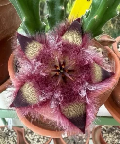 Stapelia hirsuta Live Plant – Hairy Starfish Flower Succulent Cactus - Image 1