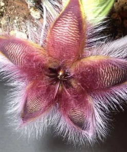 Stapelia Hirsuta Live Plant - Hairy Starfish Flower Succulent Cactus - Image 7