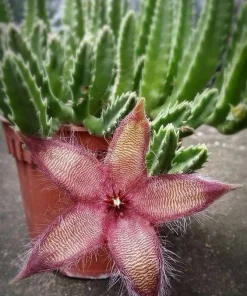 Stapelia Hirsuta Live Plant - Hairy Starfish Flower Succulent Cactus - Image 8