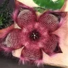 Stapelia Hirsuta Live Plant - Hairy Starfish Flower Succulent Cactus - Image 1