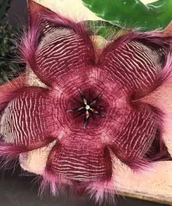 Stapelia Hirsuta Live Plant - Hairy Starfish Flower Succulent Cactus - Image 1