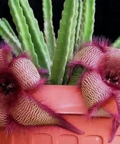 Stapelia Hirsuta Live Plant - Starfish Cactus, Unique Succulent for Indoors - Image 10